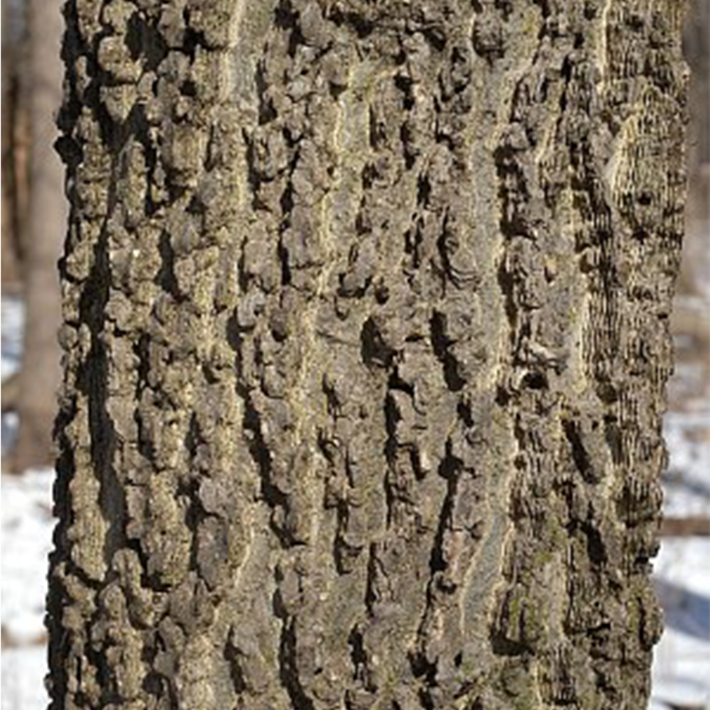 Hackberry (Celtis occidentalis)