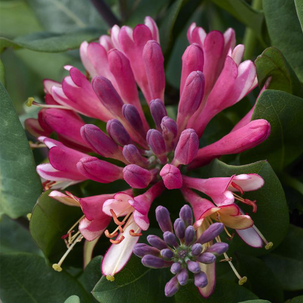 Honeysuckle (Lonicera spp.)