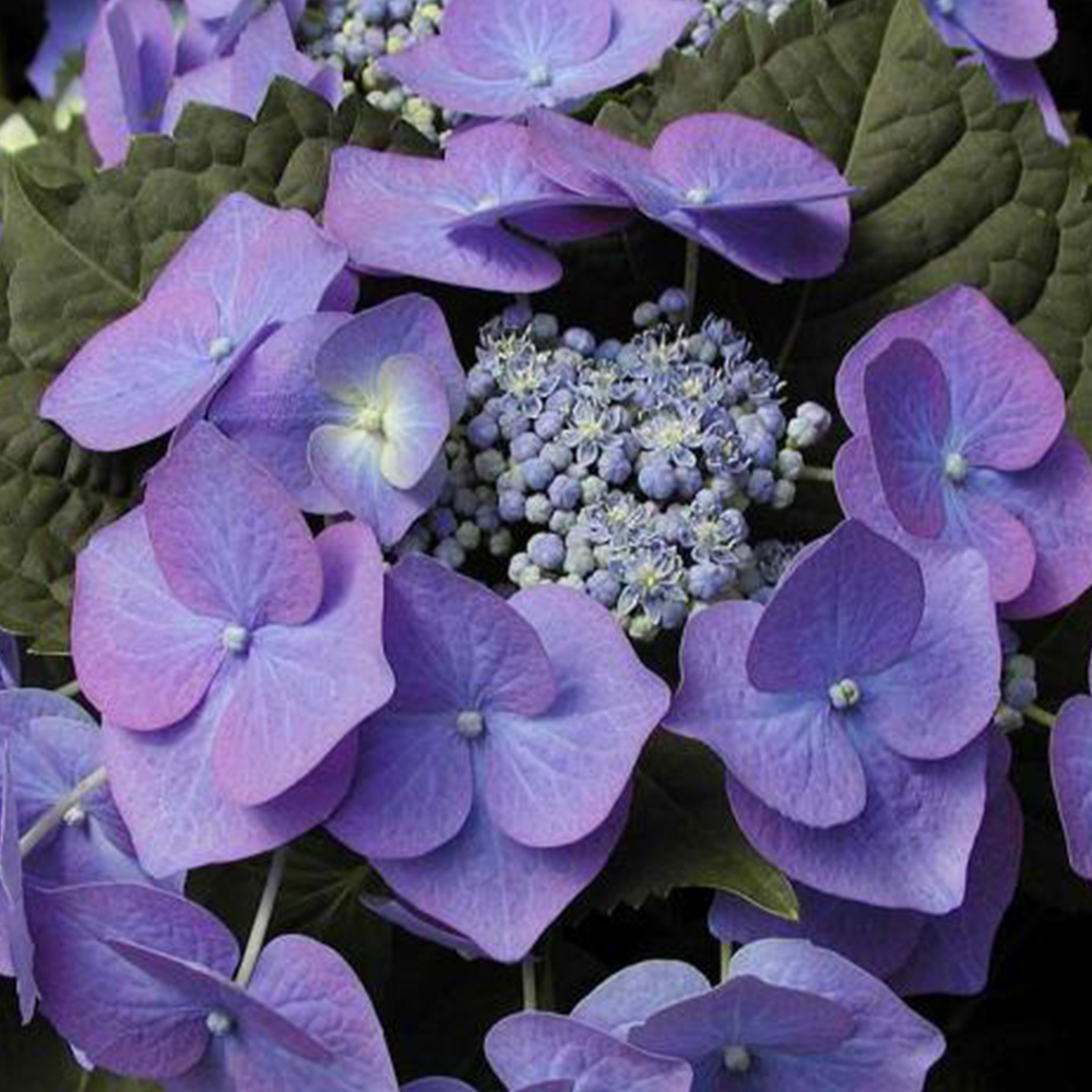 Hydrangea (Hydrangea spp.)