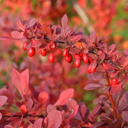 Japanese barberry (Berberis thunbergii)