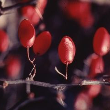 Japanese barberry (Berberis thunbergii)