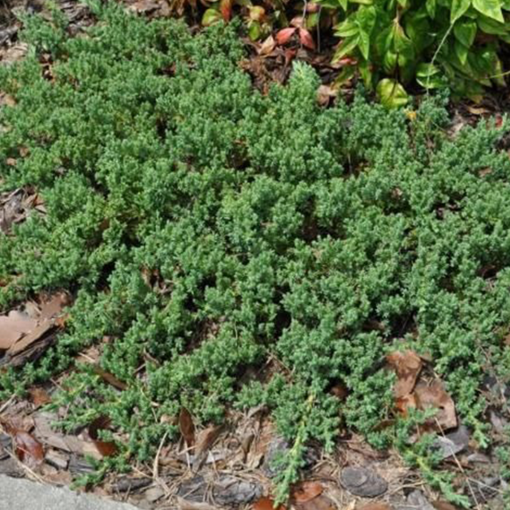 Juniper (Juniperus spp.)