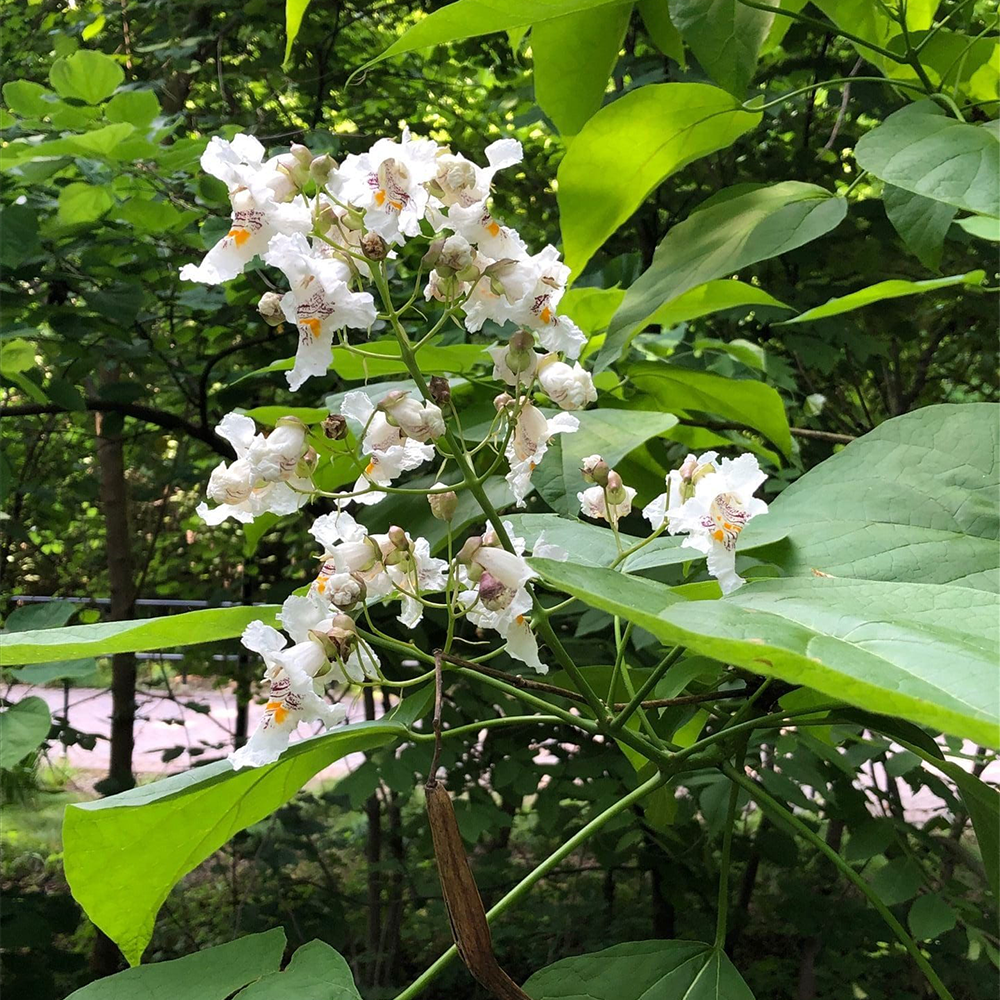 Northern Catalpa (Catalpa speciosa)