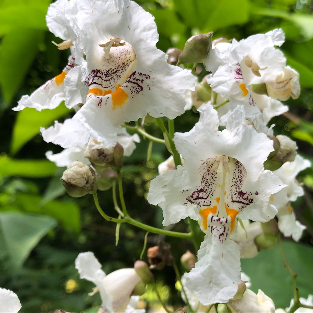 Northern Catalpa (Catalpa speciosa)