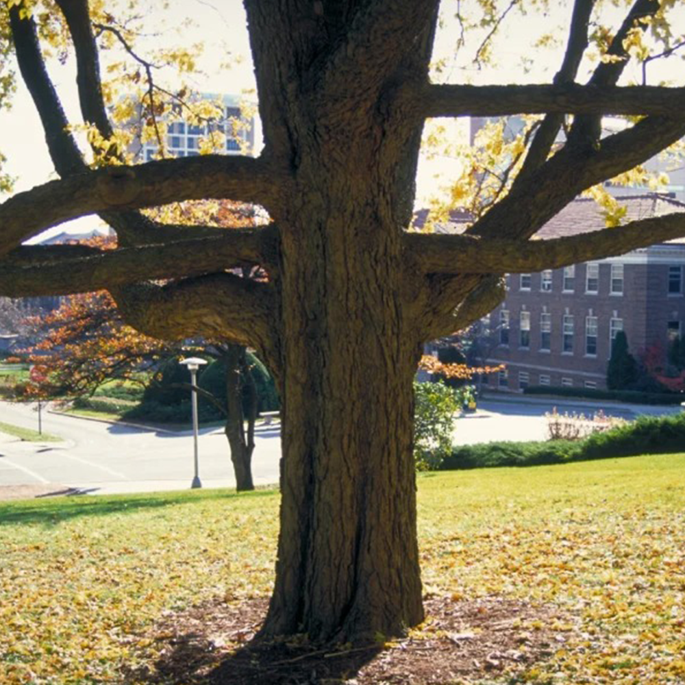 Northern Hackberry (Celtis occidentalis)