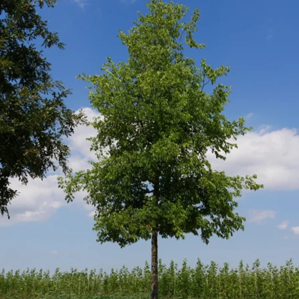 Northern Hackberry (Celtis occidentalis)