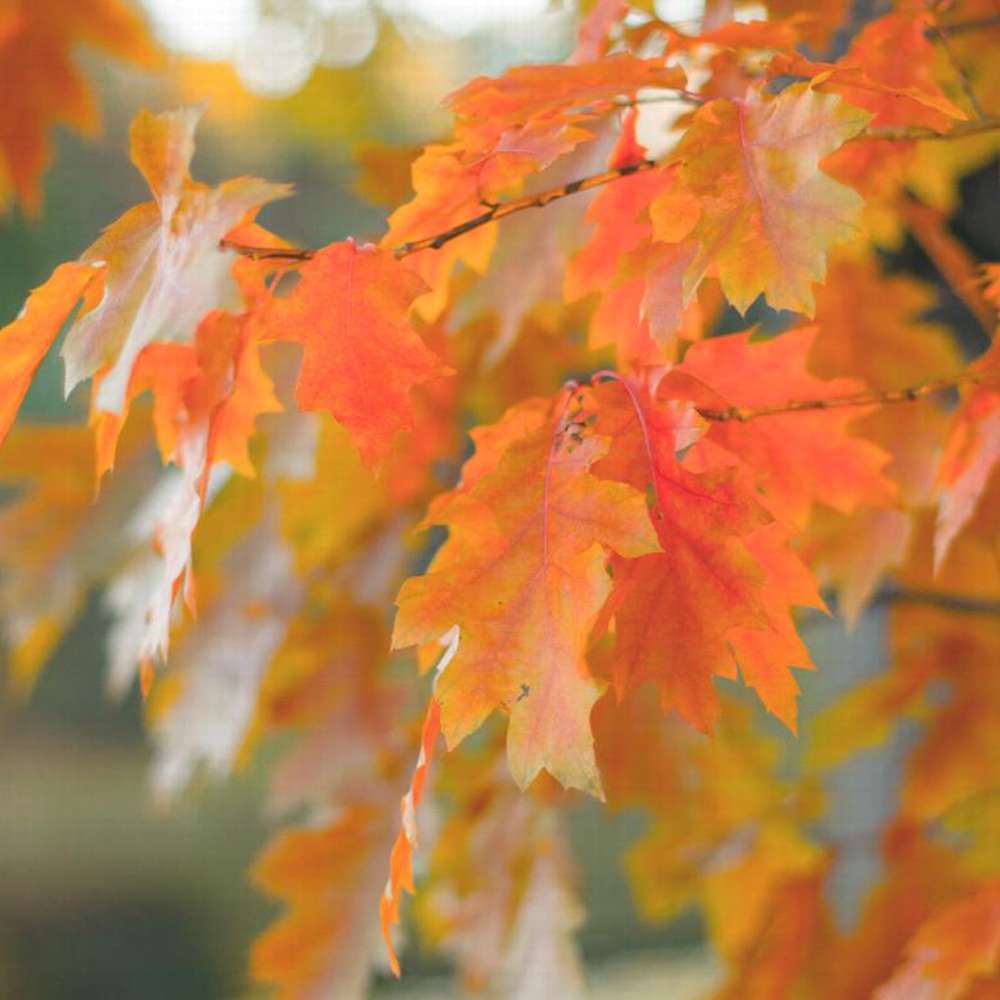 Northern Red Oak (Quercus rubra)