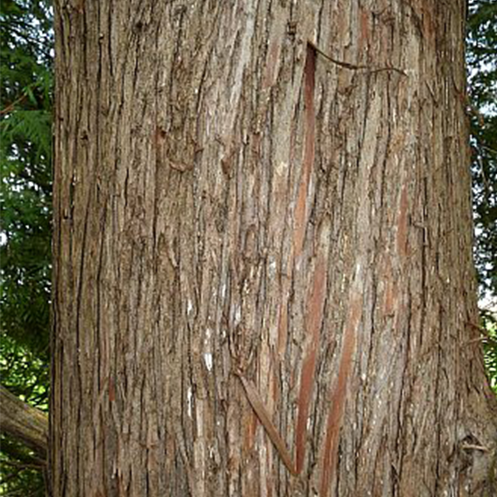 Northern White Cedar (Thuja occidentalis)