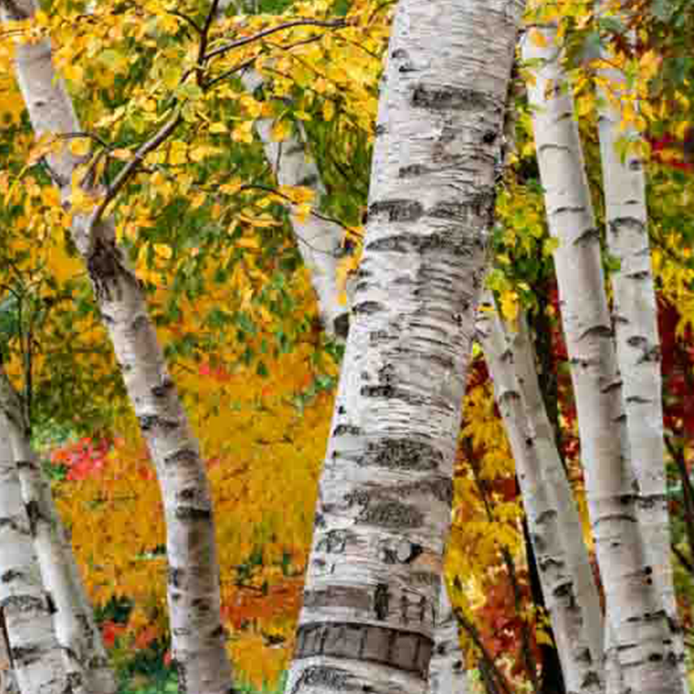 Paper Birch (Betula papyrifera)