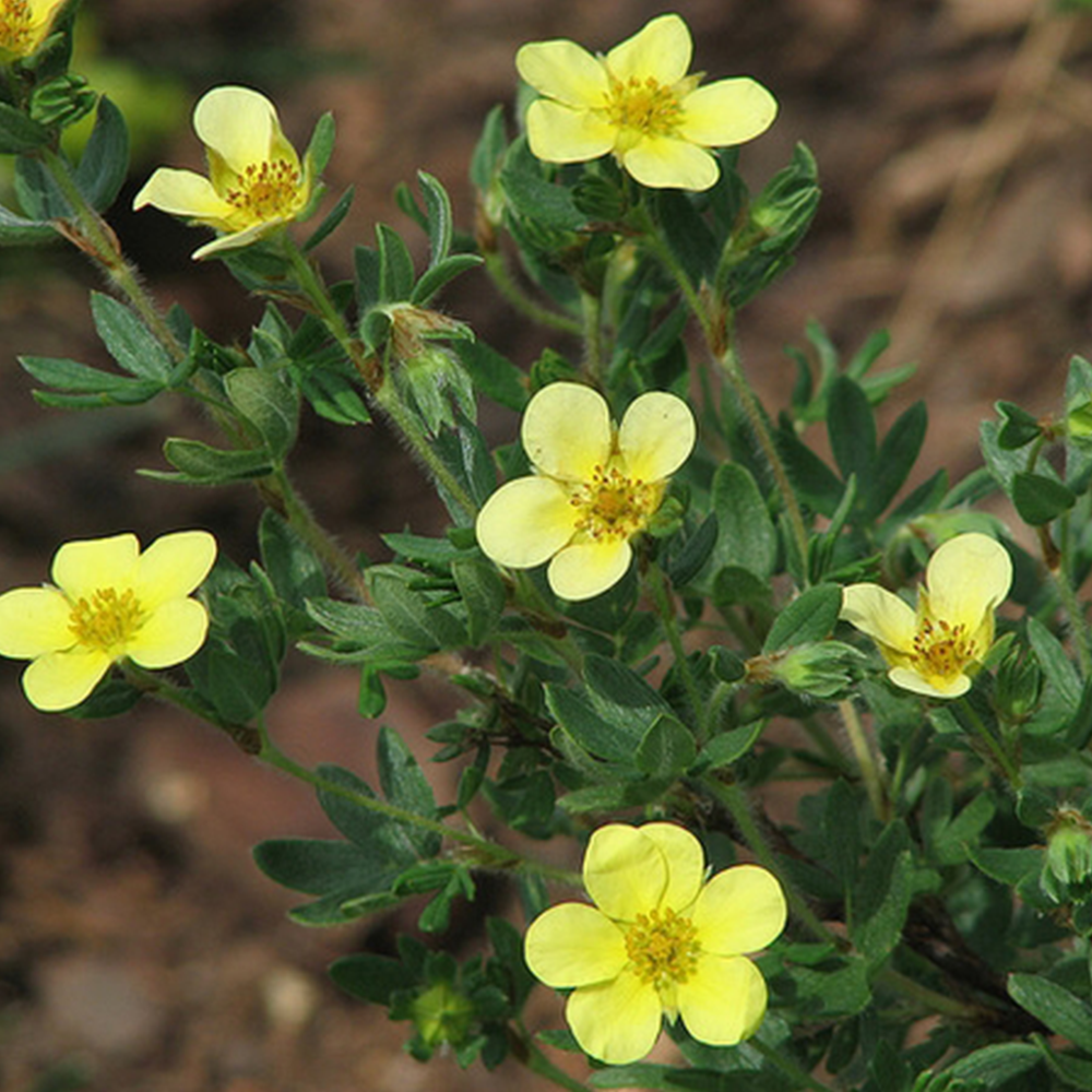 Potentilla (Dasiphora fruticosa)