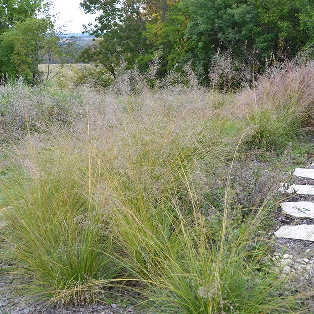 Prairie Dropseed