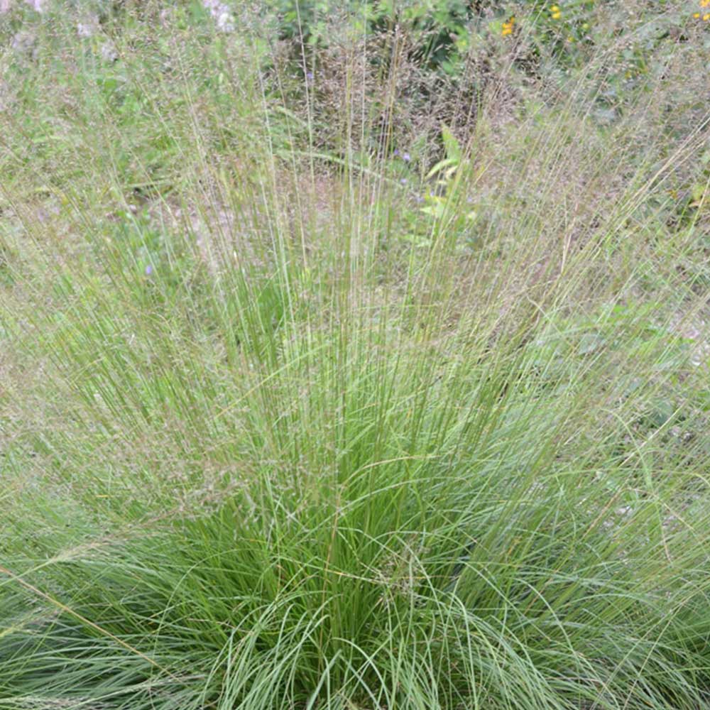 Prairie Dropseed