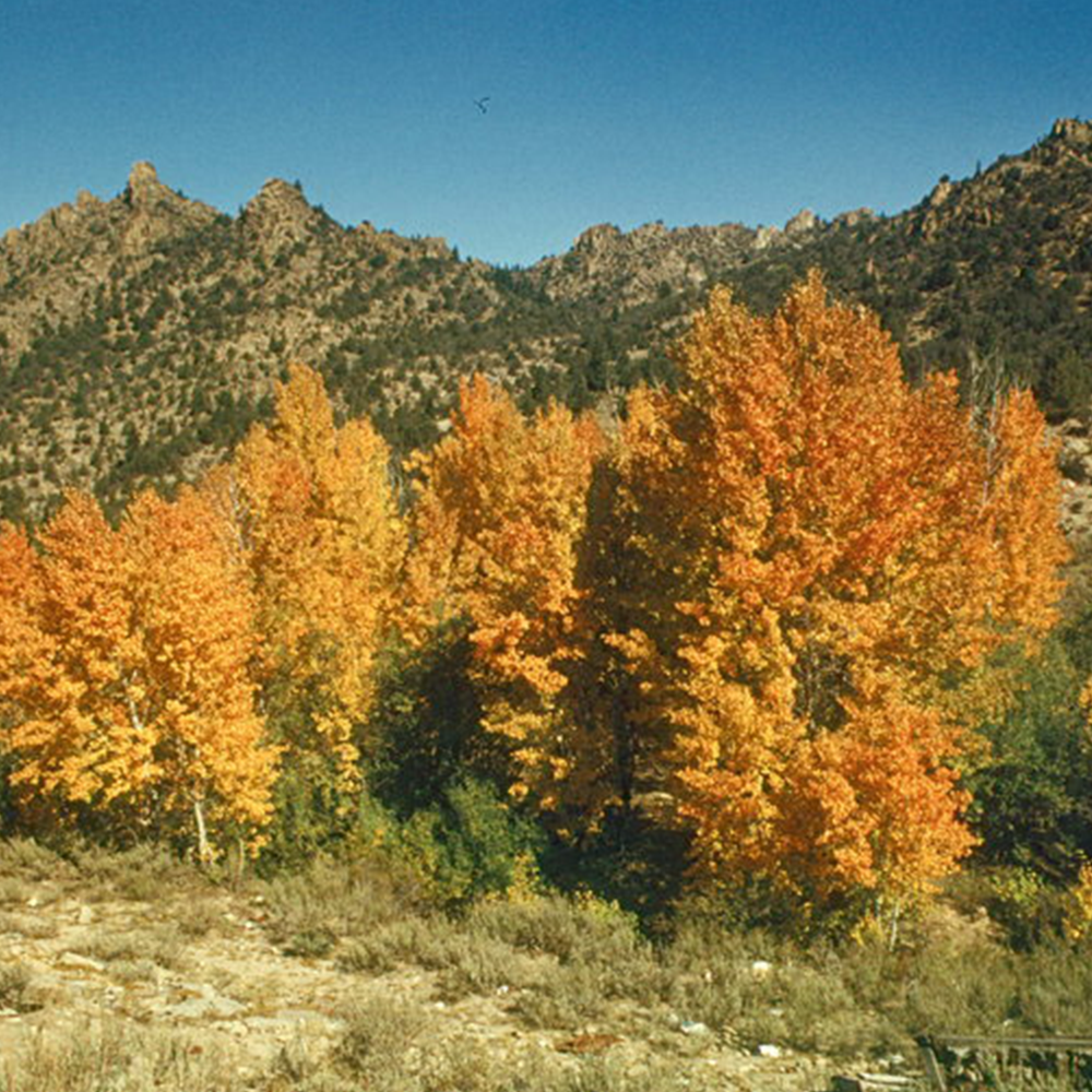 Quaking Aspen (Populus tremuloides)