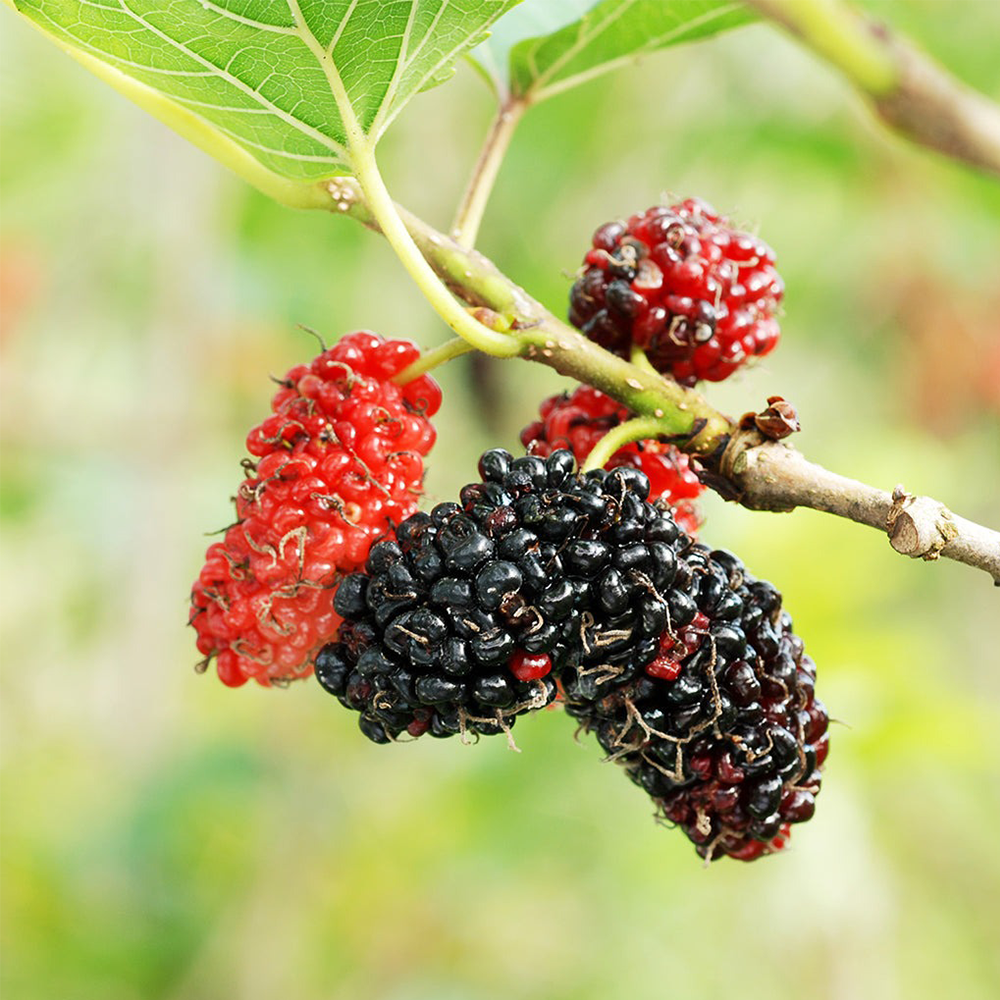 Red Mulberry (Morus rubra)