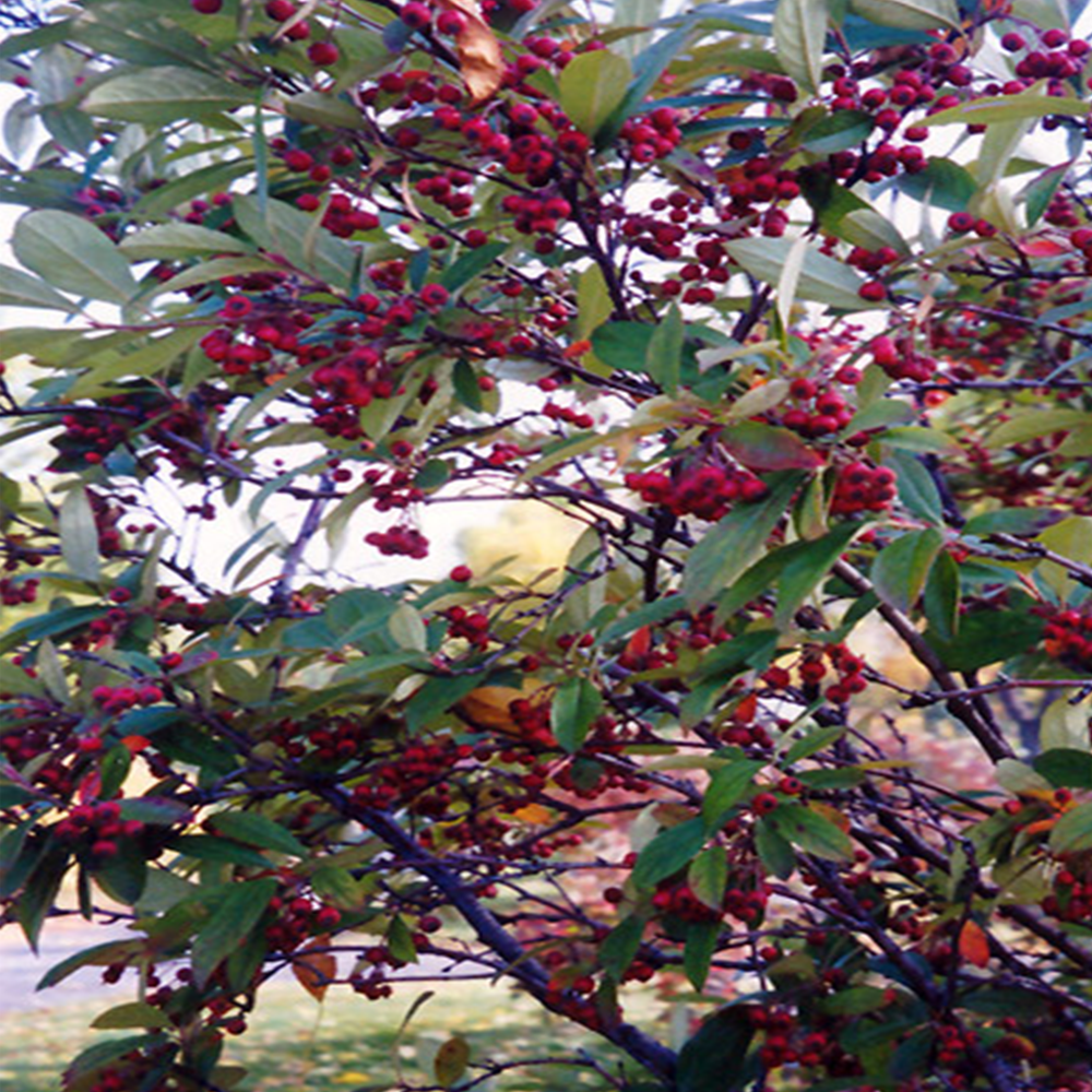 Red chokeberry (Aronia arbutifolia)