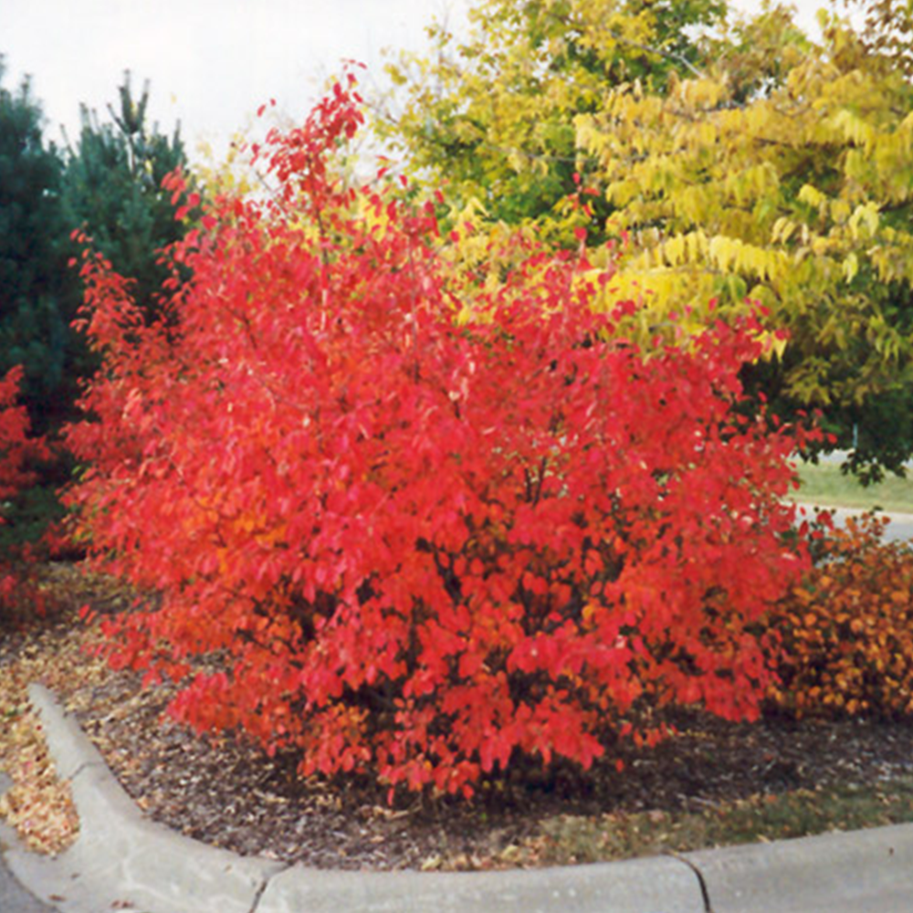 Red chokeberry (Aronia arbutifolia)