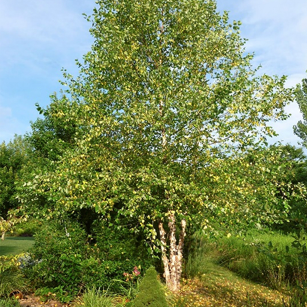 River Birch (Betula nigra)