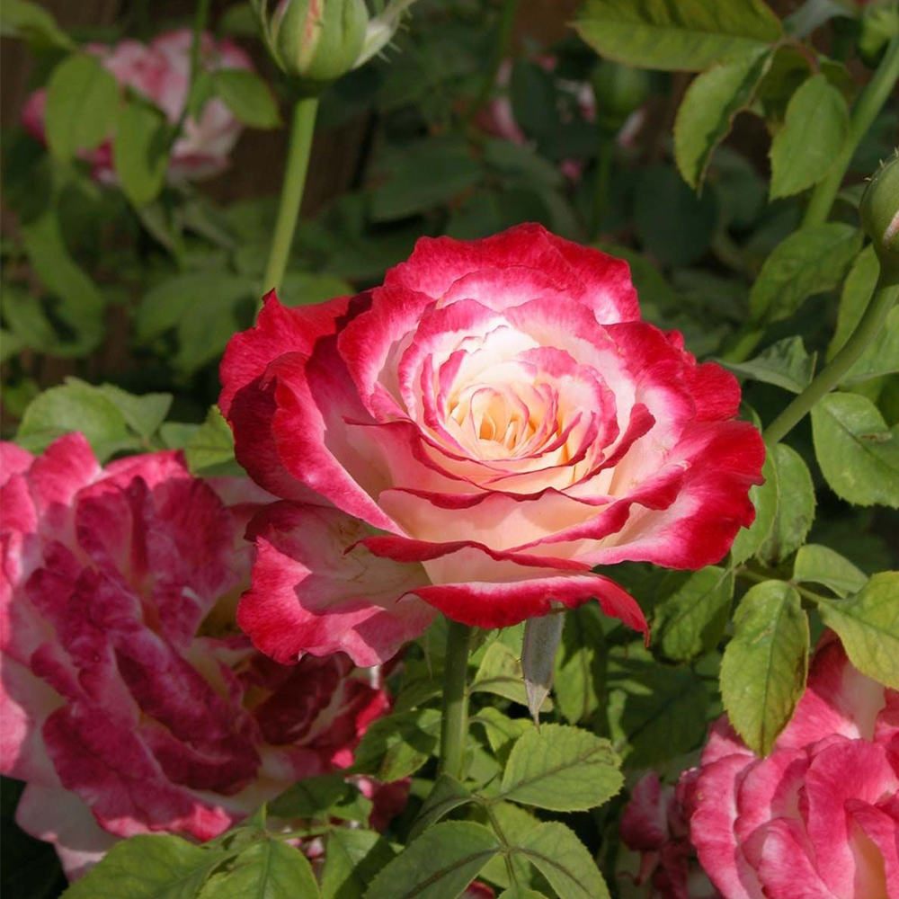 Rose (Rosa spp.)