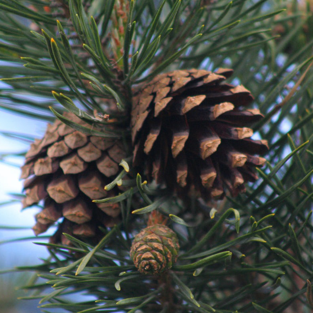 Scotch Pine (Pinus sylvestris)