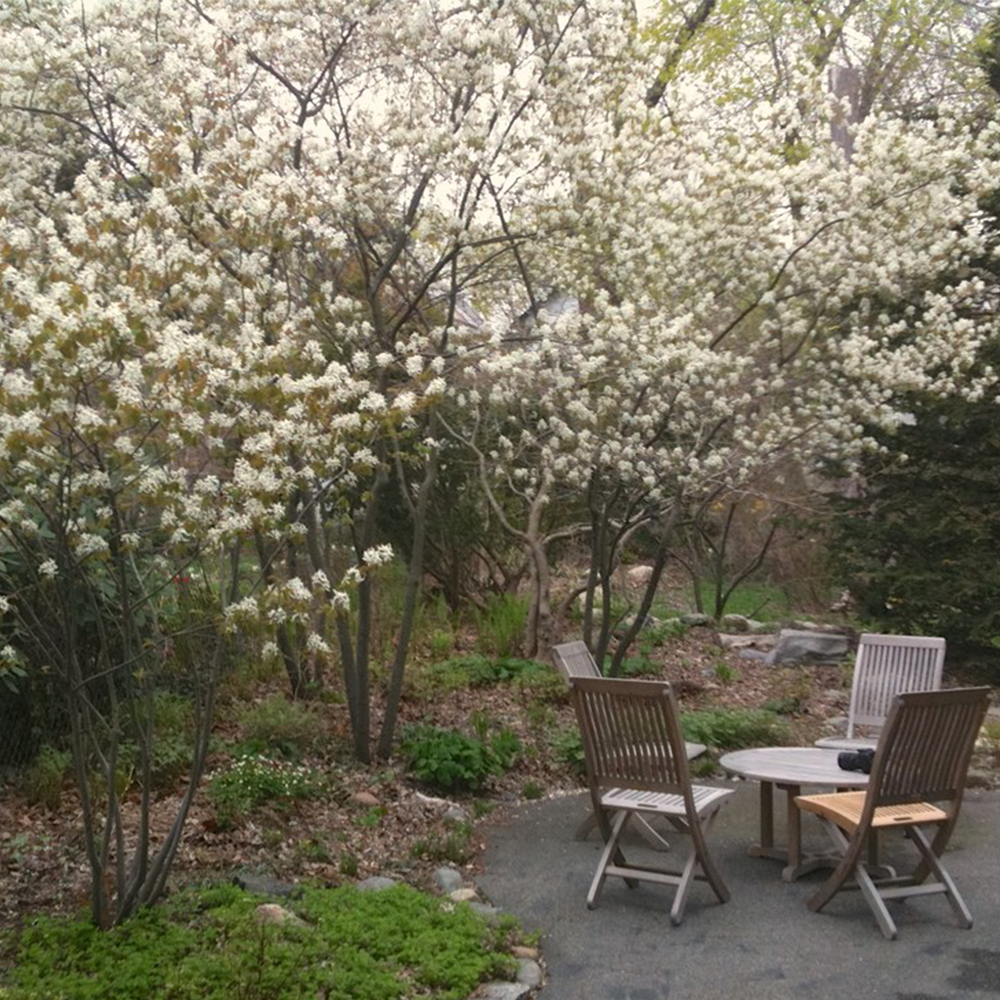 Serviceberry (Amelanchier spp.)