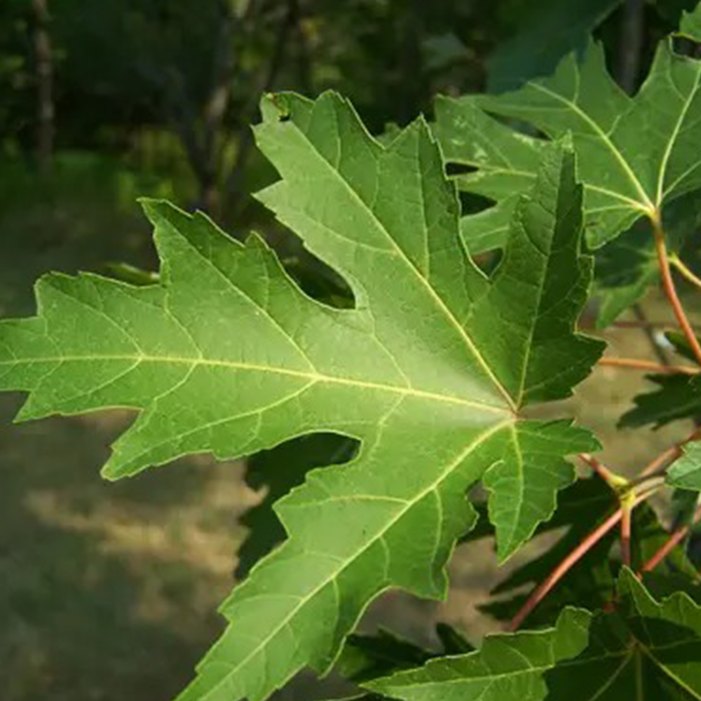 Silver Maple (Acer saccharinum)