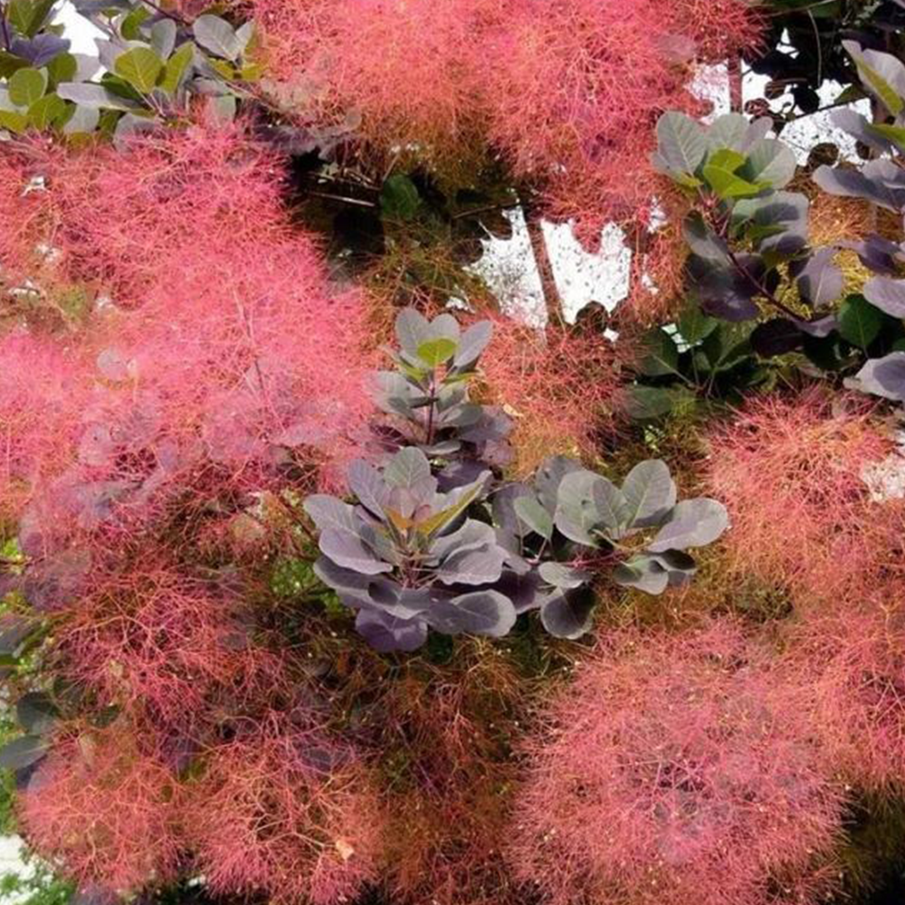 Smoke bush (Cotinus spp.)