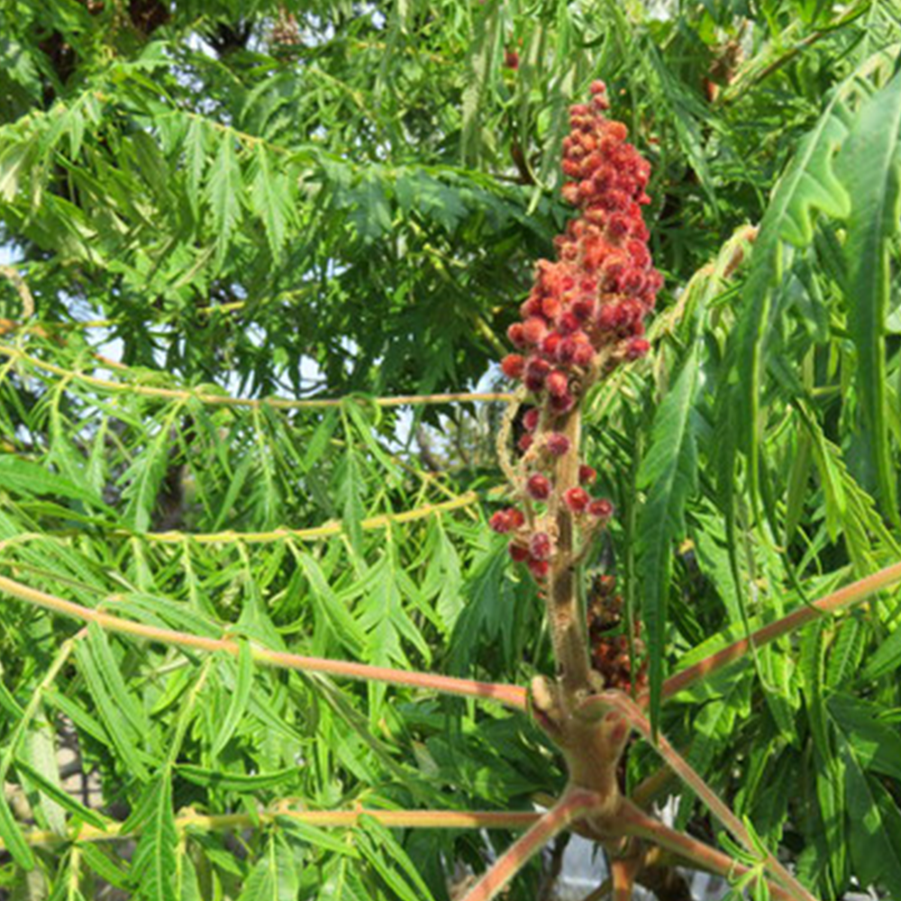 Sumac (Rhus spp.)