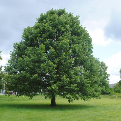 Swamp White Oak (Quercus bicolor)