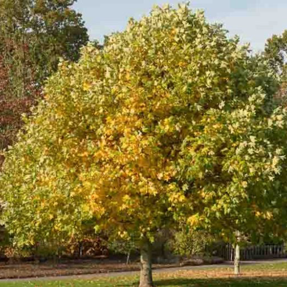 Tulip Tree (Liriodendron tulipifera)