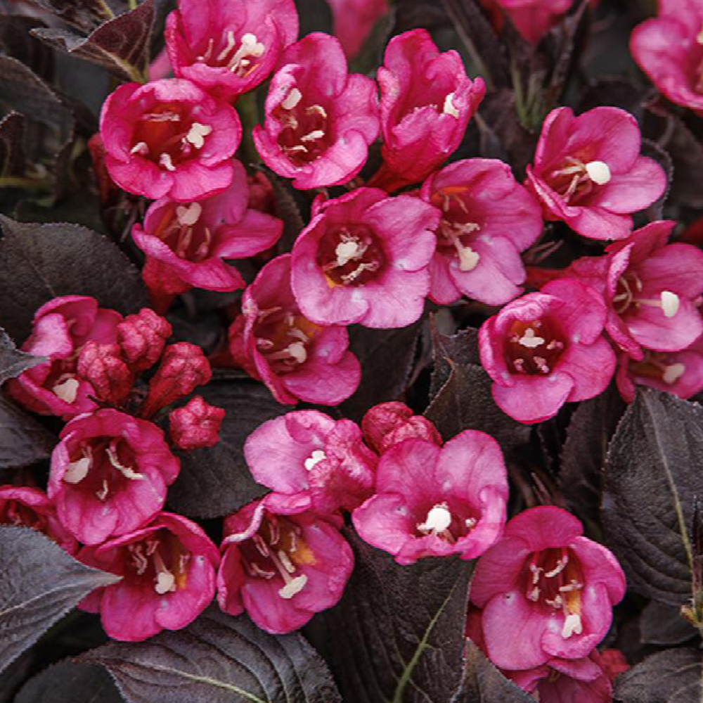 Weigela (Weigela florida)