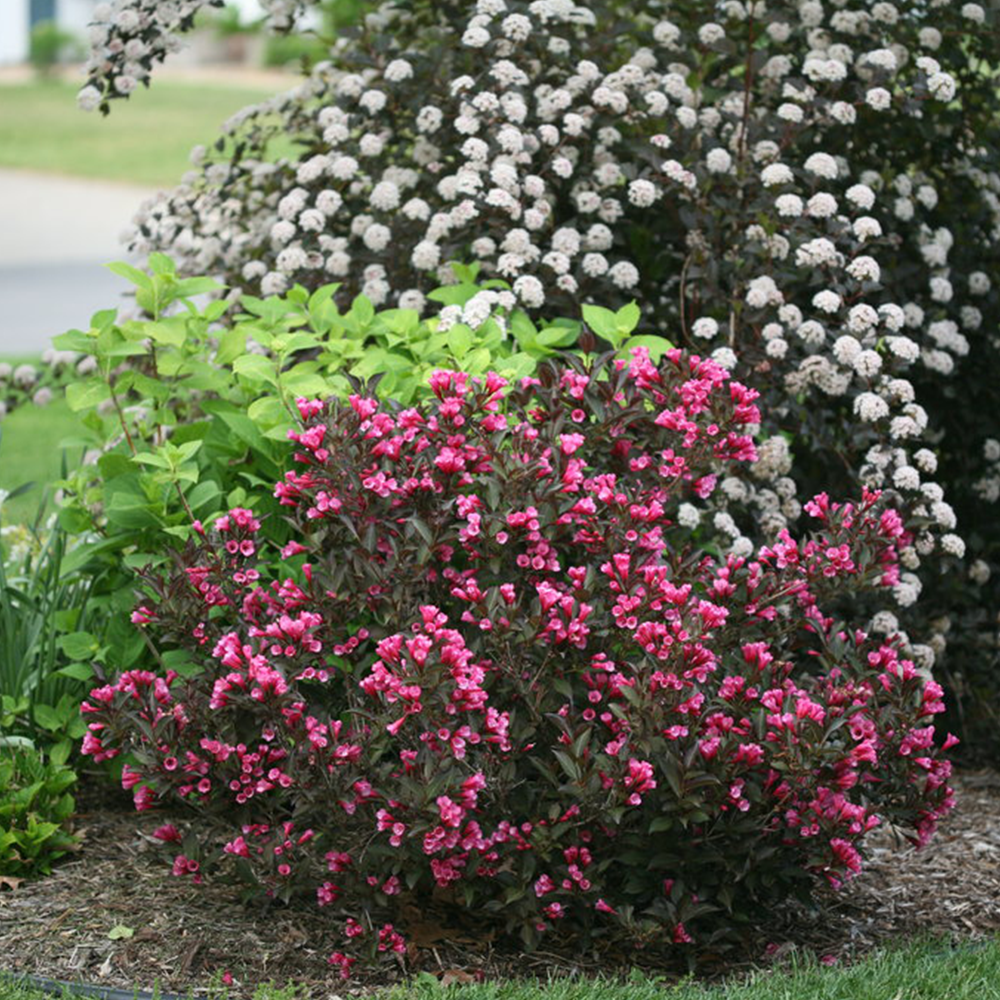 Weigela (Weigela florida)