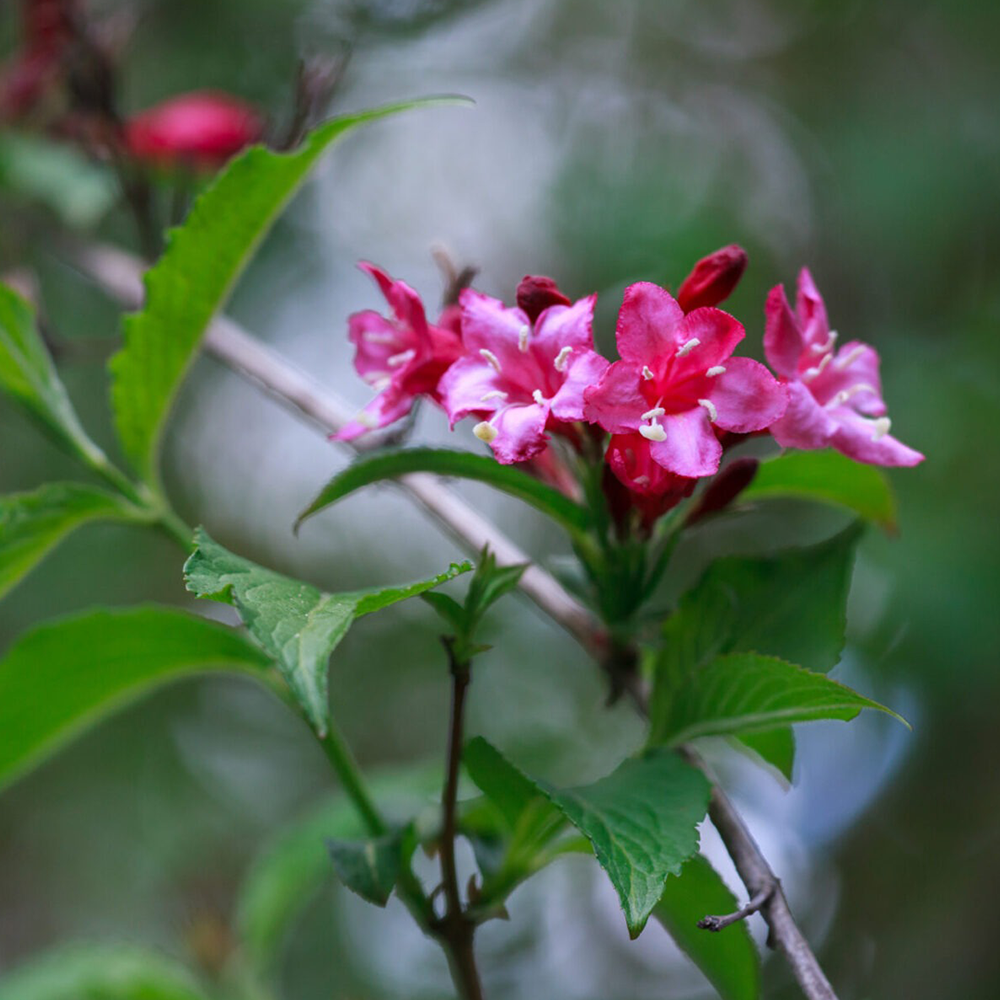 Weigela (Weigela florida)