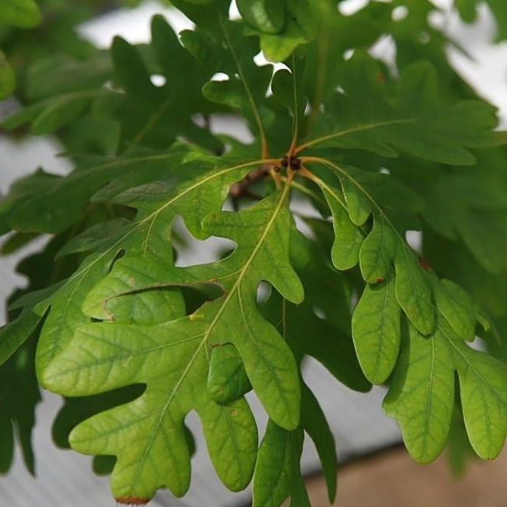 White Oak (Quercus alba)