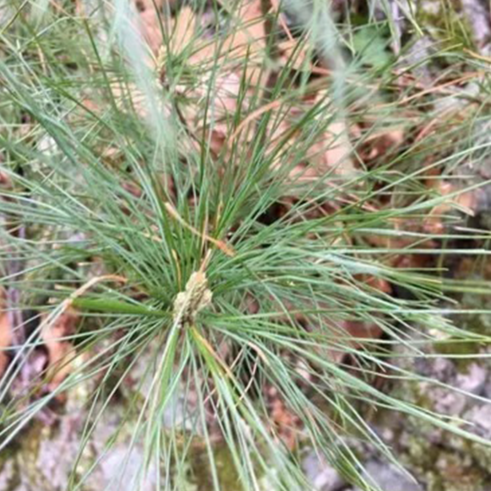 White Pine (Pinus strobus)