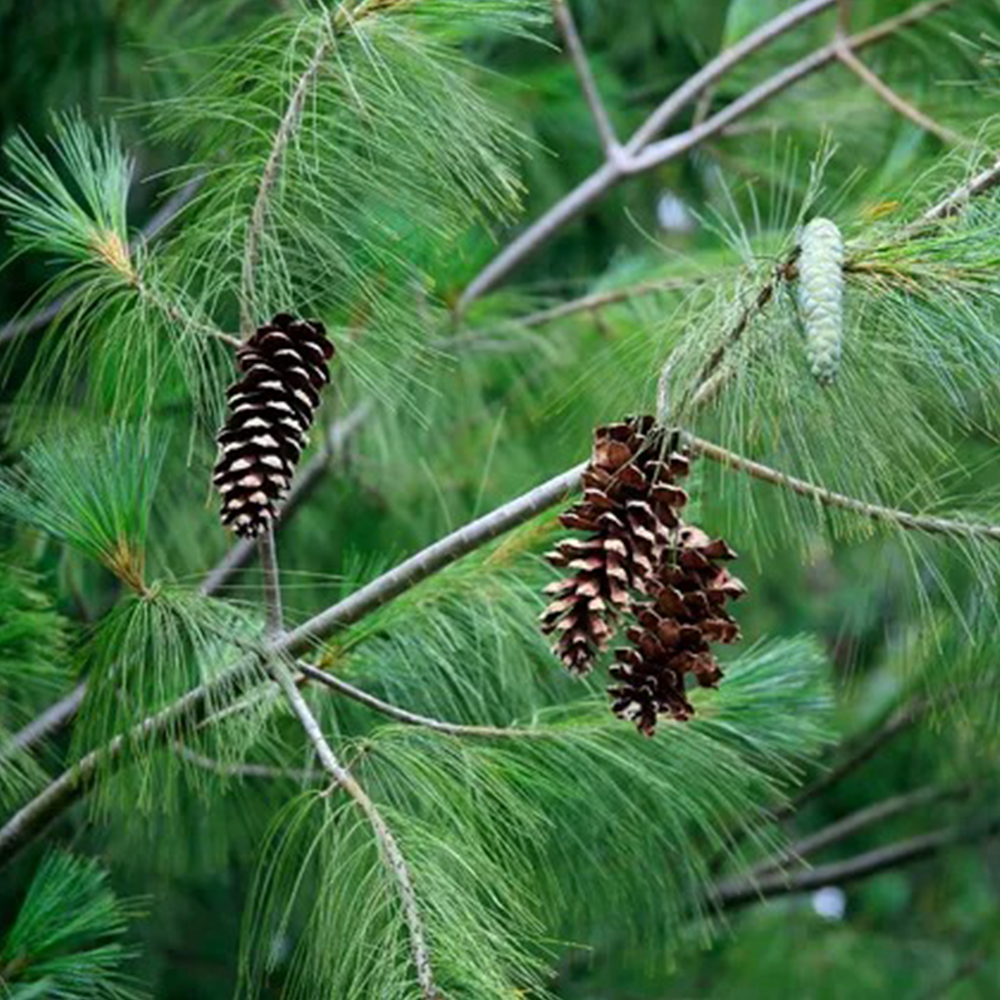 White Pine (Pinus strobus)