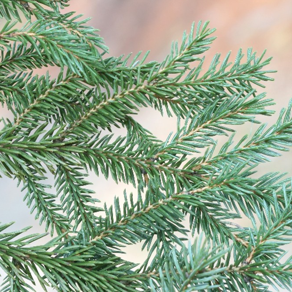 White Spruce (Picea glauca)