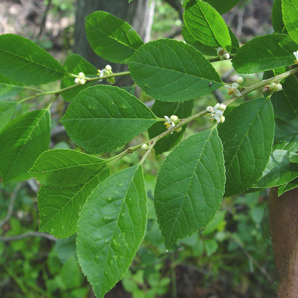 Winterberry (Ilex verticillata)