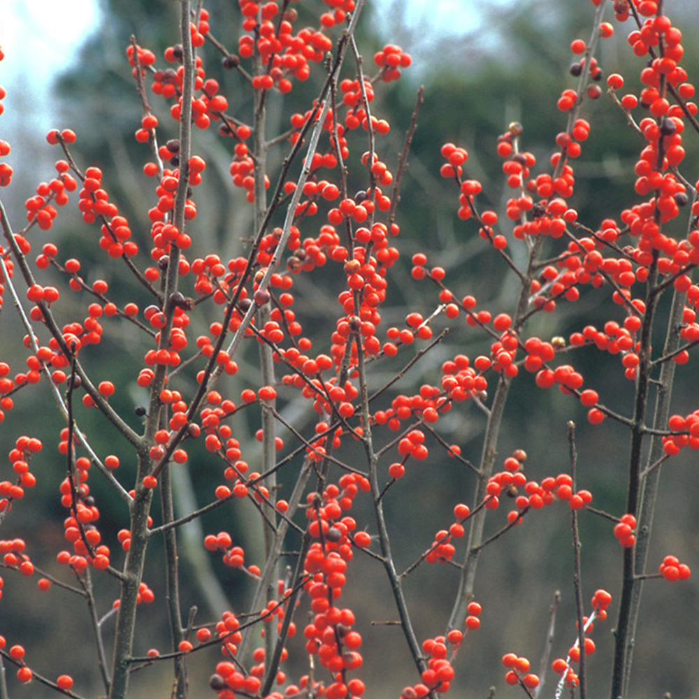 Winterberry (Ilex verticillata)