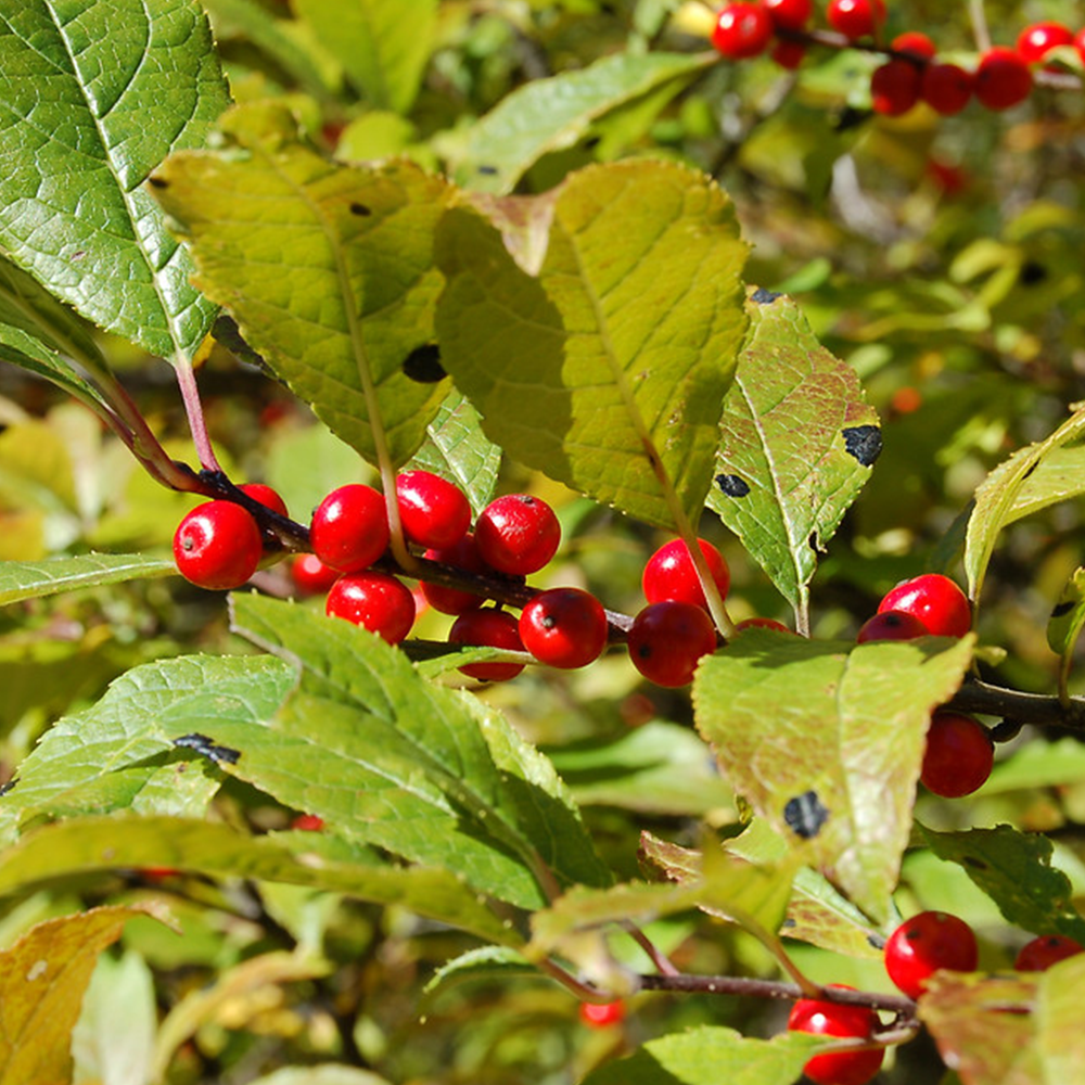 Winterberry (Ilex verticillata)