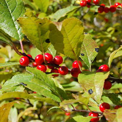 Winterberry (Ilex verticillata)