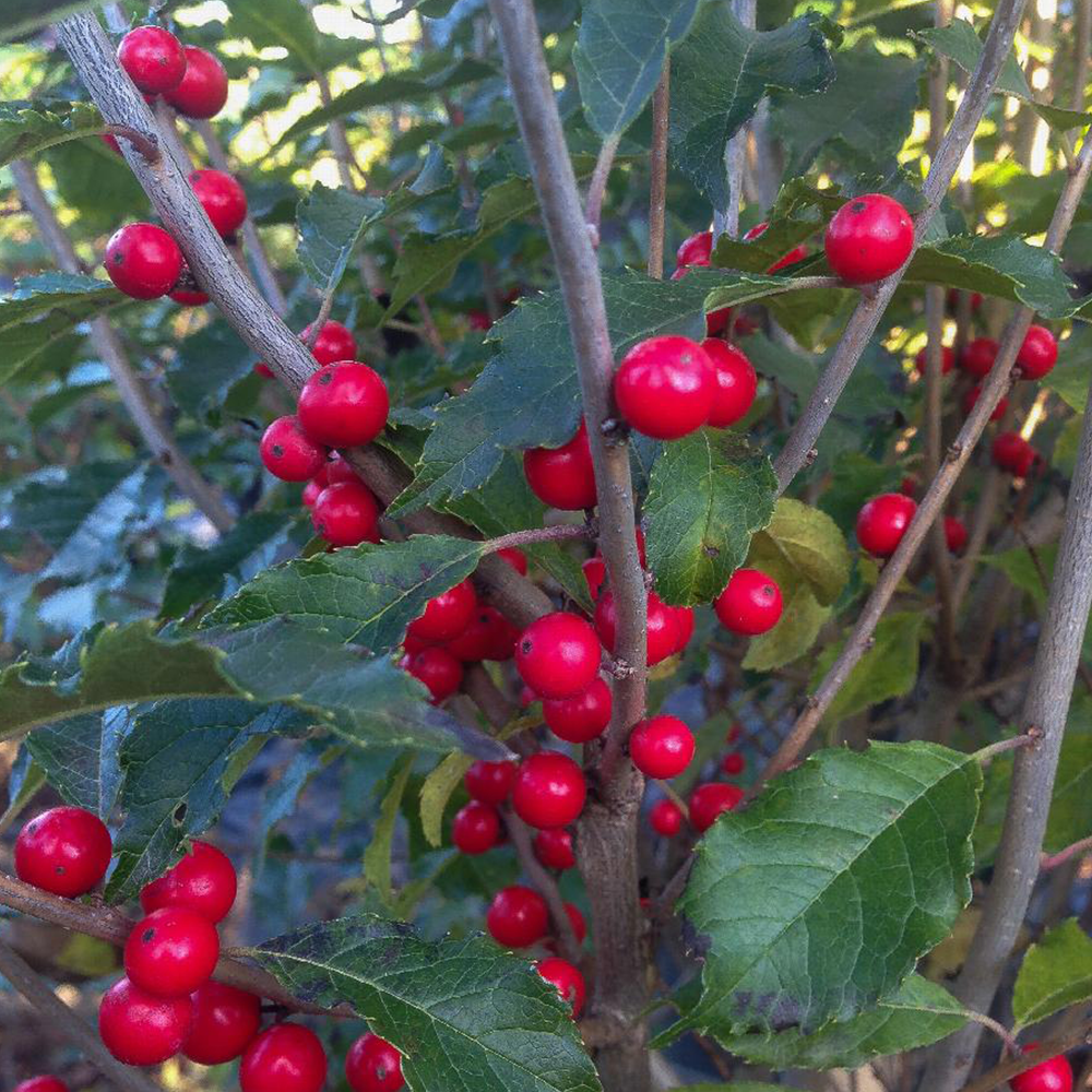 Winterberry (Ilex verticillata)