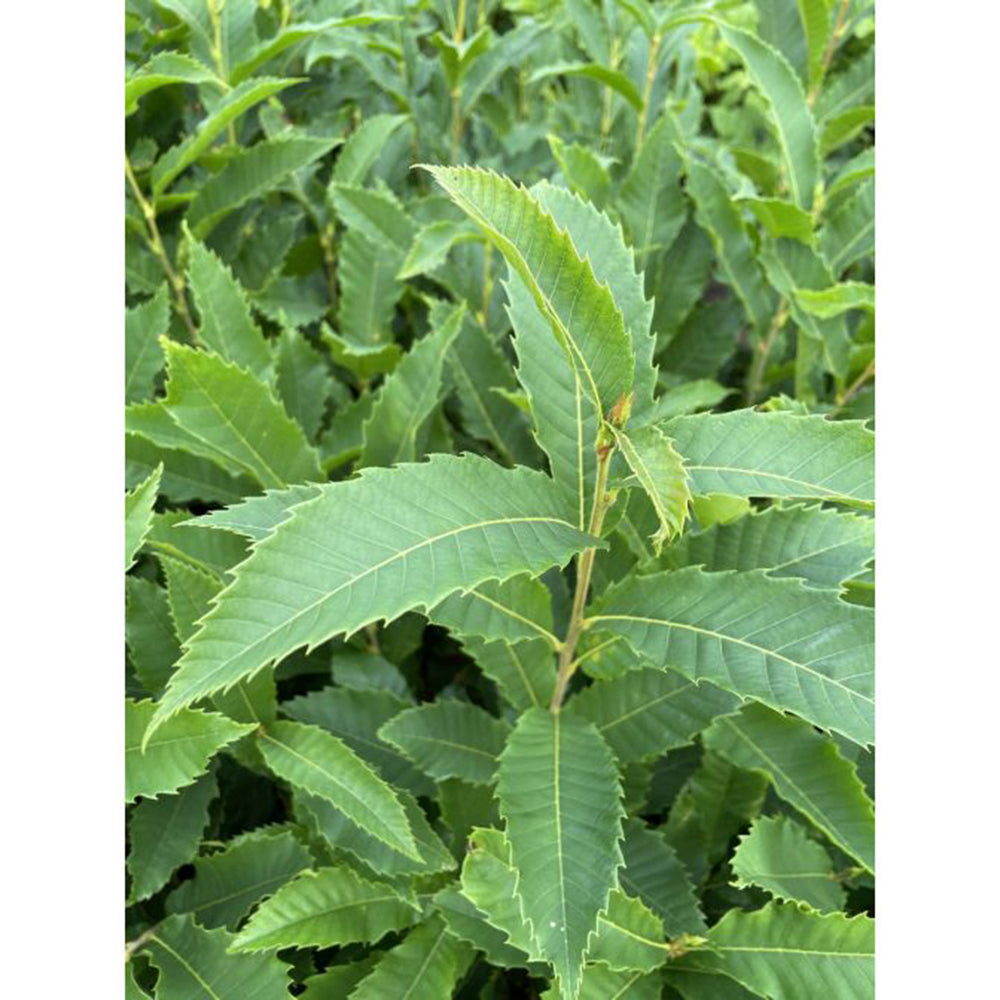 American Chestnut (Castanea dentata)