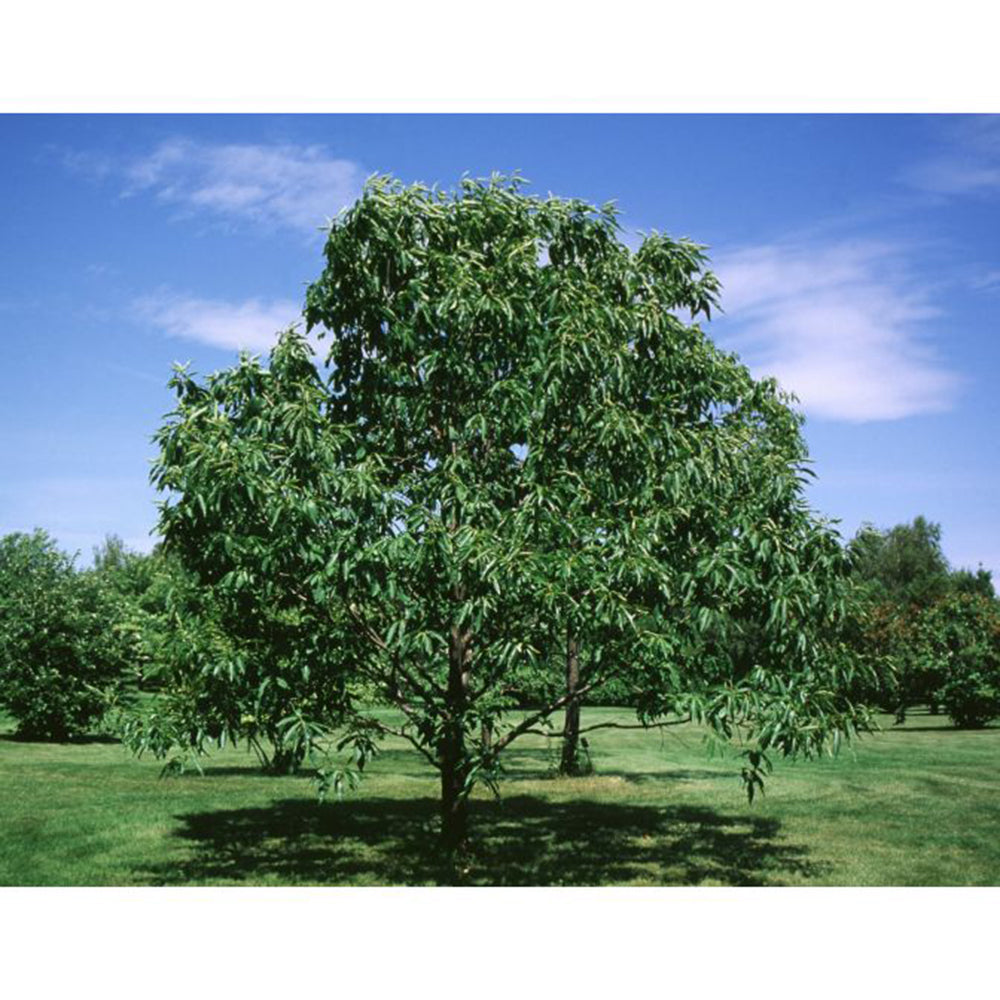 American Chestnut (Castanea dentata)