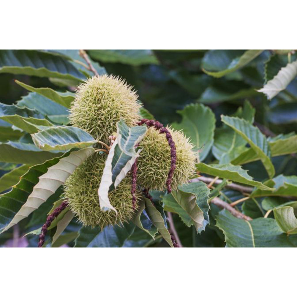 American Chestnut (Castanea dentata)