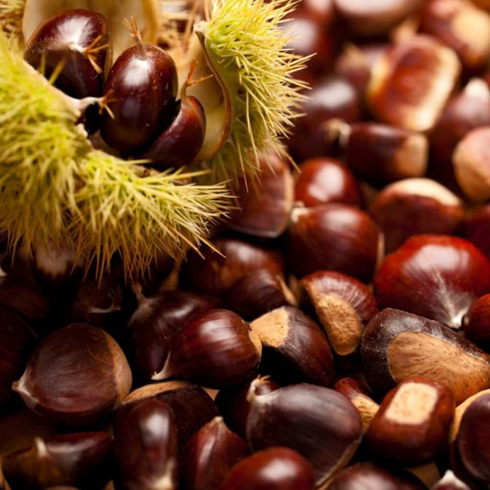 American Chestnut (Castanea dentata)