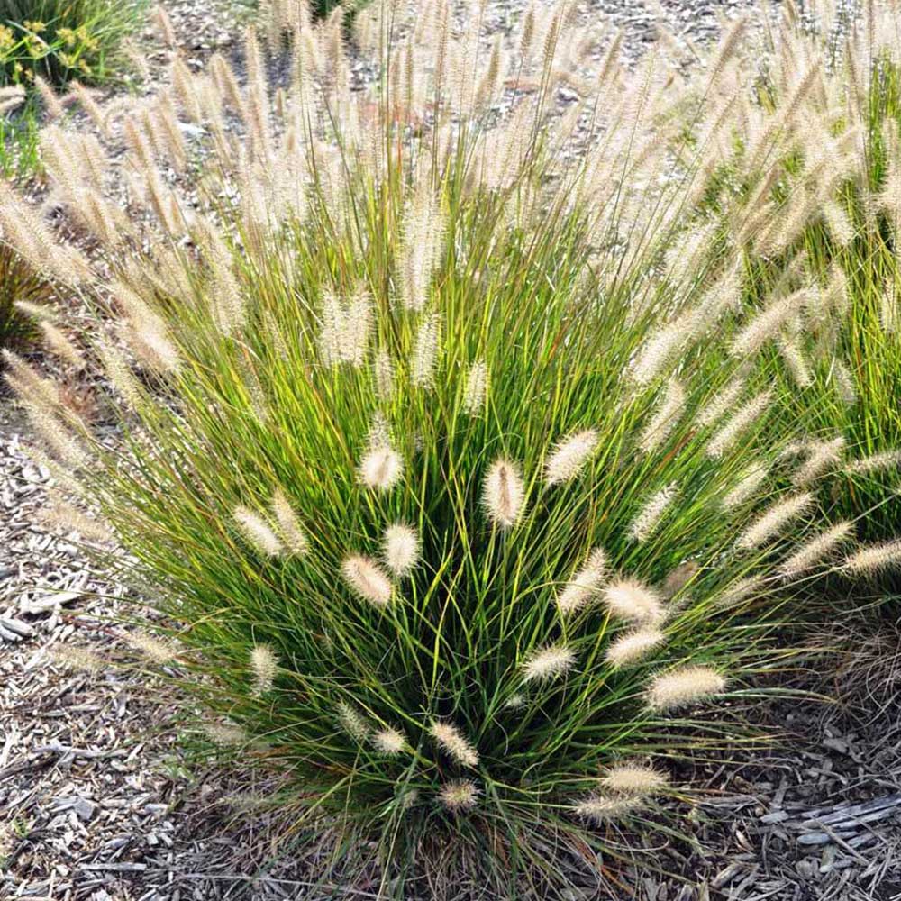 Fountain Grass