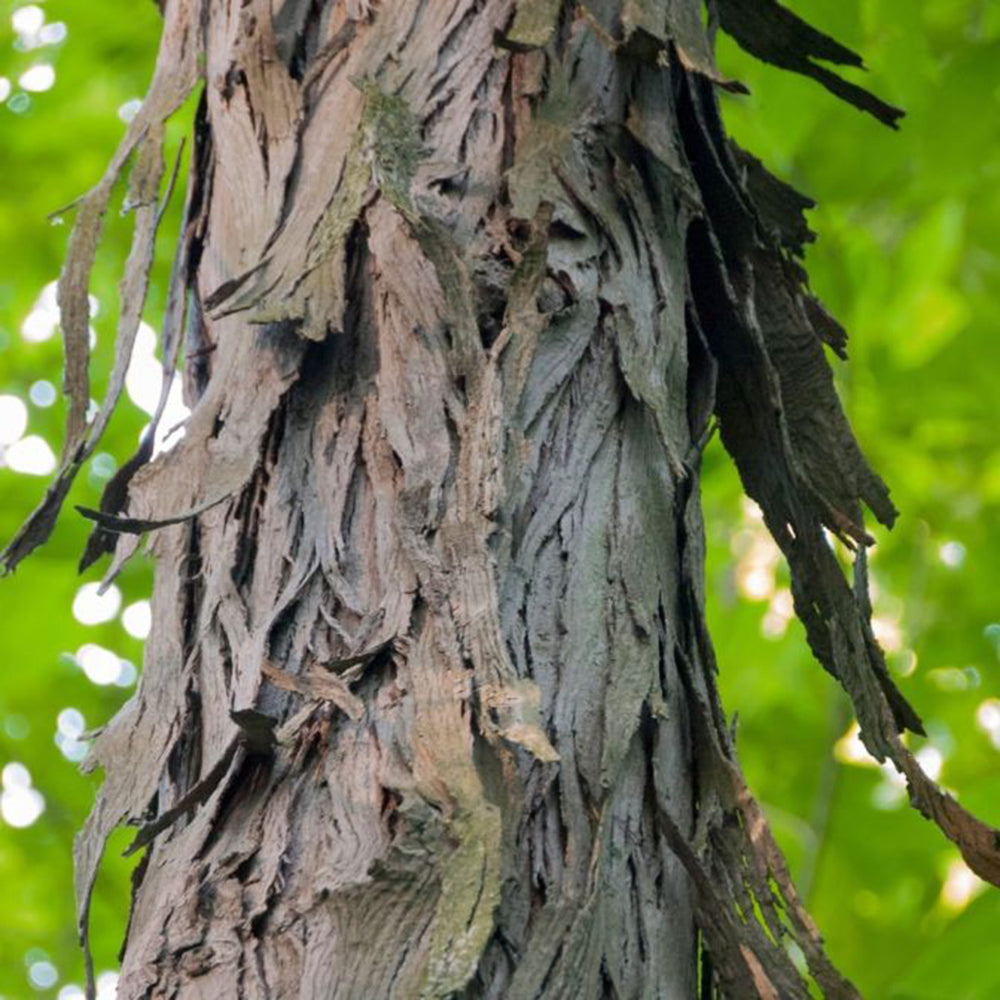 Shagbark Hickory (Carya ovata)